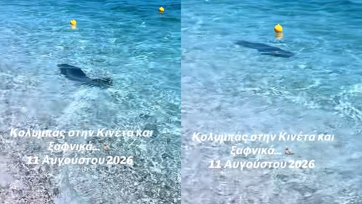 Απίθανο βίντεο: Φώκια κολυμπάει ανάμεσα σε λουόμενους στη Κινέτα