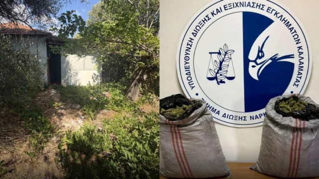Εξαρθρώθηκε εγκληματική οργάνωση που διακινούσε κάνναβη στη Μεσσηνία – Πάνω από 10 κιλά κατασχέθηκαν