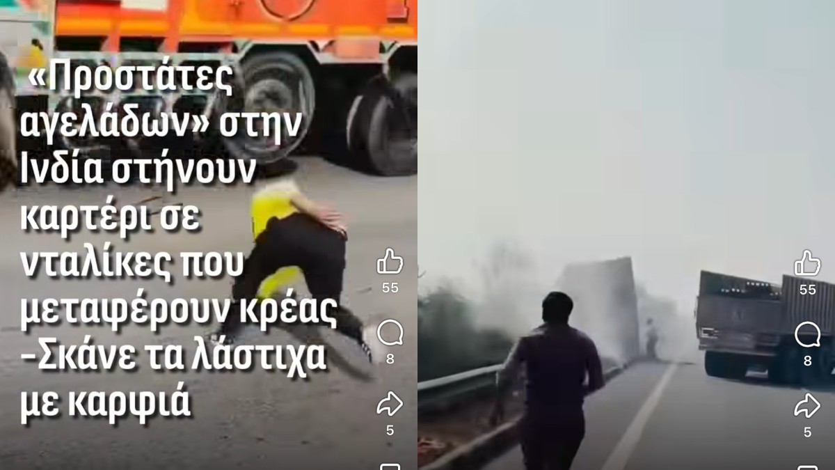 Βίντεο-σοκ: «Προστάτες των αγελάδων» φέρονται να έστησαν παγίδα σε νταλίκα – Η στιγμή της ανατροπής