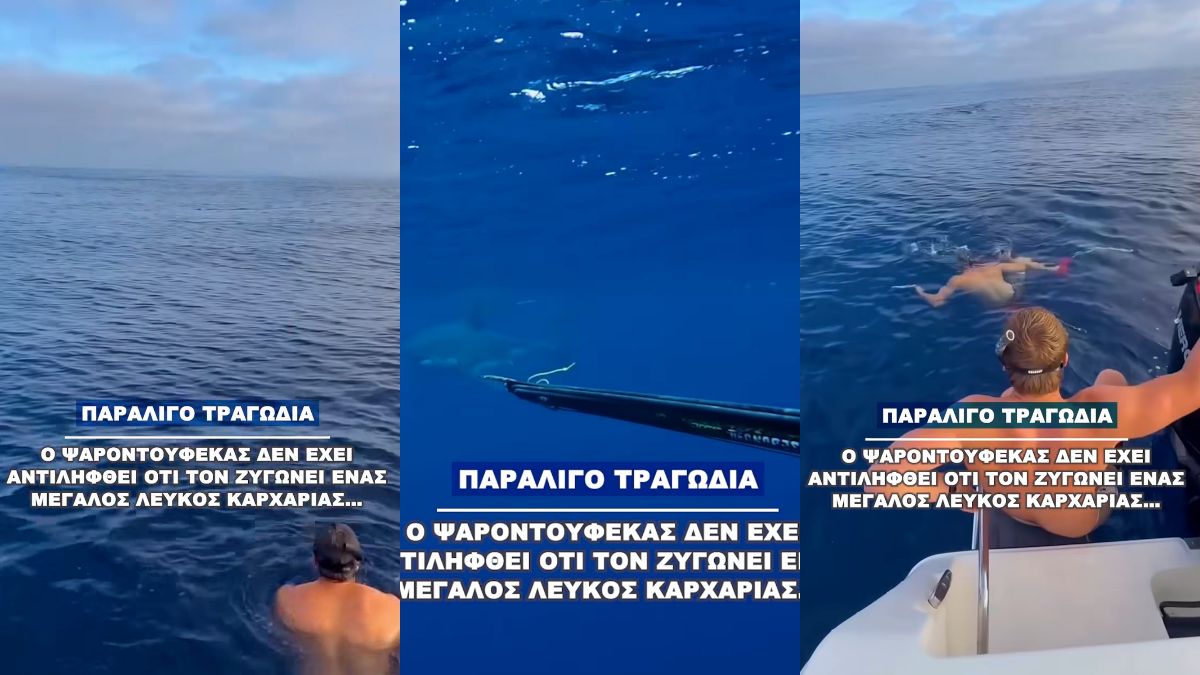 Βίντεο σοκ: Ψαροντουφεκάς δεν έχει αντιληφθεί πως βρίσκεται λευκός καρχαρίας σε απόσταση αναπνοής