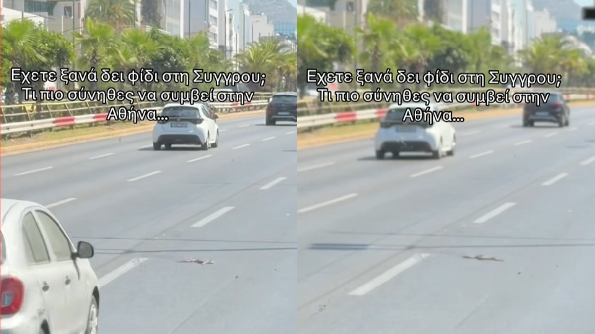 Φίδι στη λεωφόρο Συγγρού: Το απρόσμενο θέαμα που τρόμαξε οδηγούς και περαστικούς
