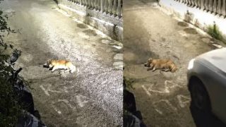 Στον εισαγγελέα οδηγήθηκε η 44χρονη οδηγός για τον θάνατο σκύλου στους Αυλιώτες της Κέρκυρας