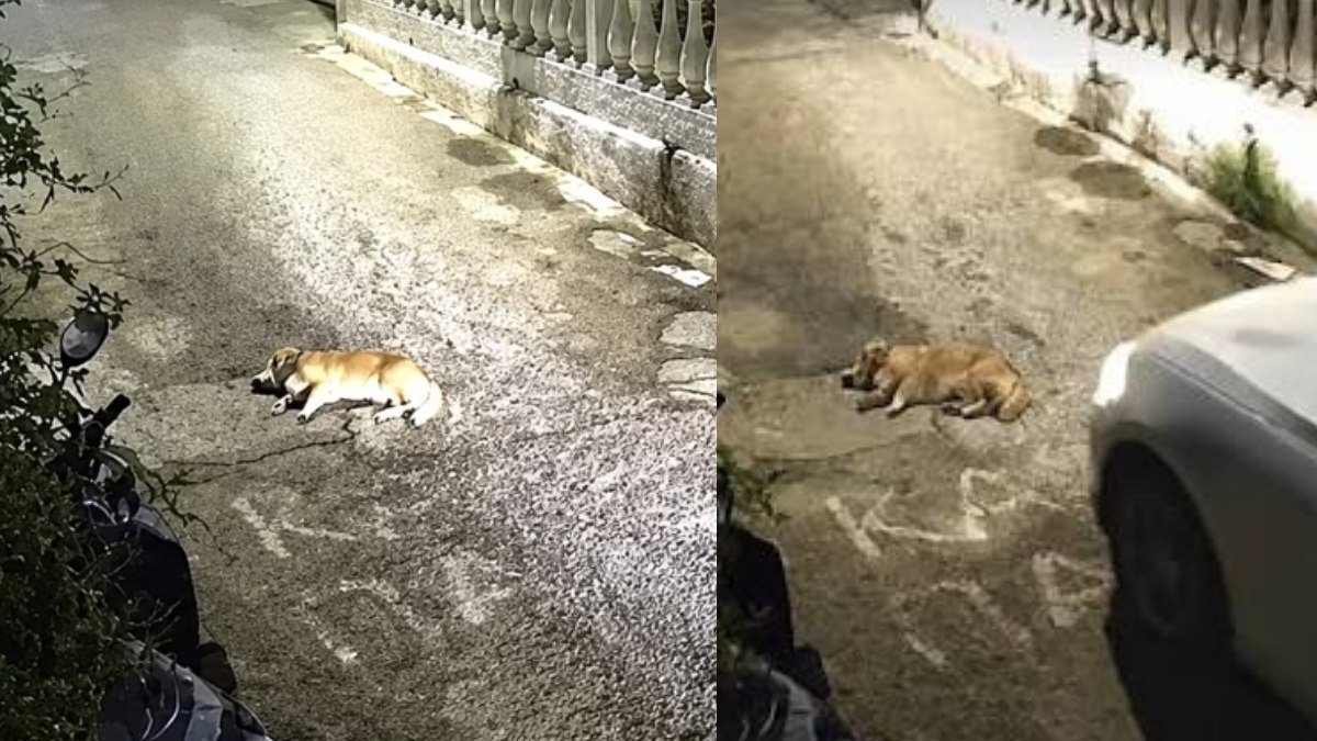 Φρίκη στην Κέρκυρα: Καταγγελία για την 44χρονη που σκότωσε το σκυλάκι με το αμάξι – Το έχει ξανακάνει στο παρελθόν στην ίδια οικογένεια