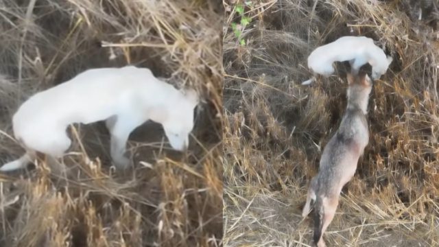 Συγκινητική ιστορία από την Μακεδονία: Πέθανε το άσπρο κουτάβι που μεγάλωνε με αγέλη λύκων – Βίντεο