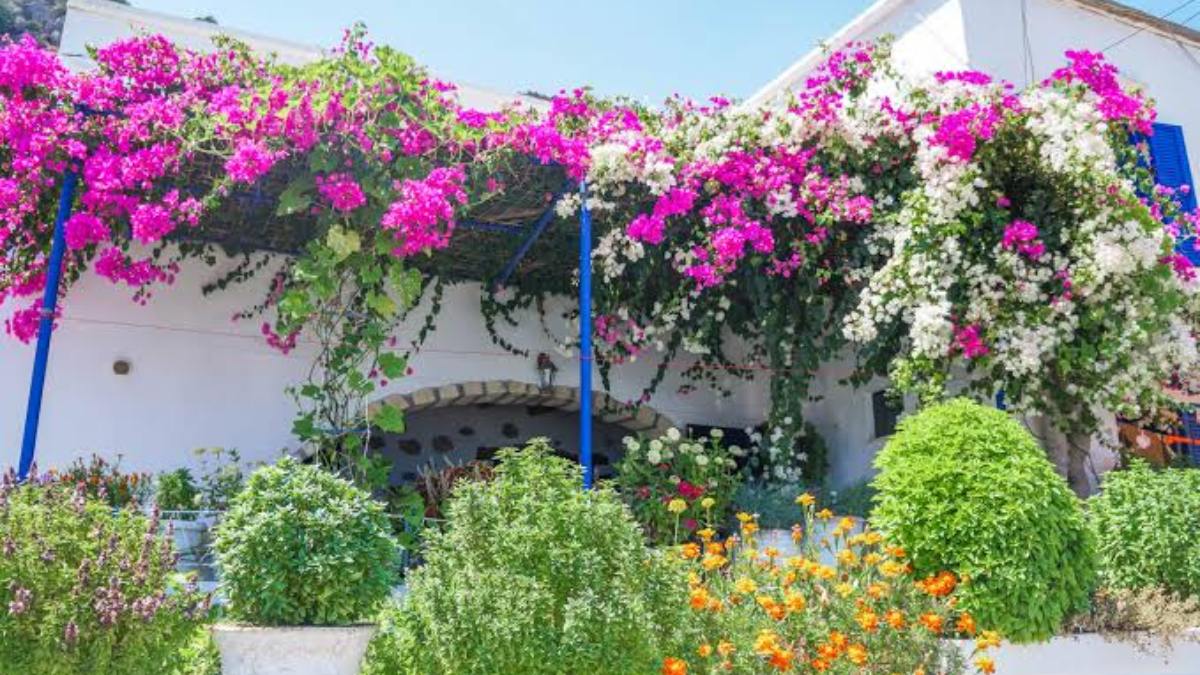Πώς να μετατρέψεις το μπαλκόνι σου σε μια ονειρική κυκλαδίτικη αυλή γεμάτη χρώματα και αρώματα
