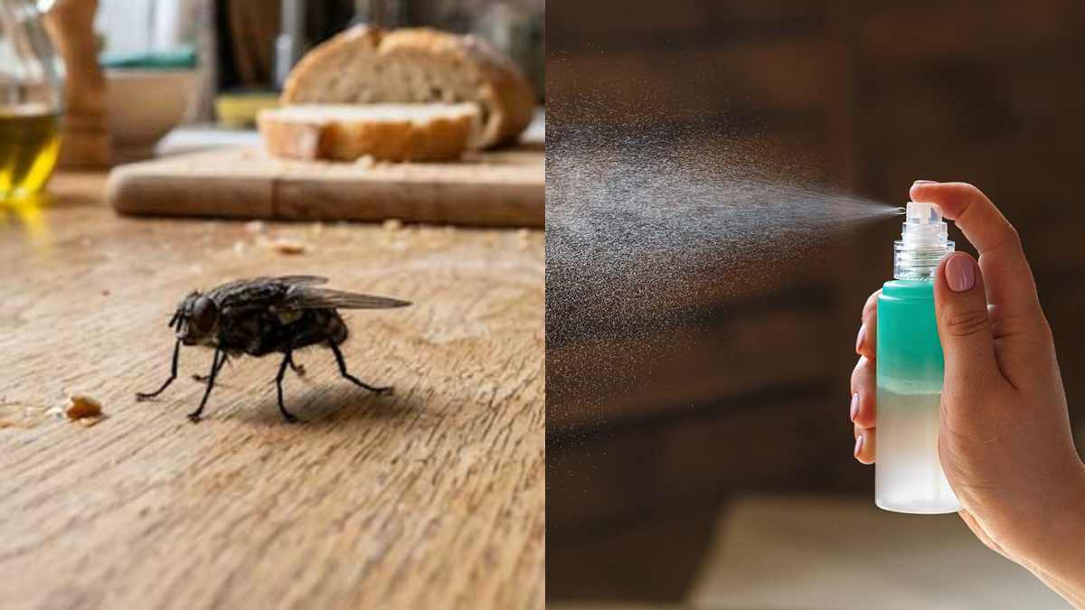 Πώς να απαλλαγείτε από τις μύγες με φυσικούς τρόπους