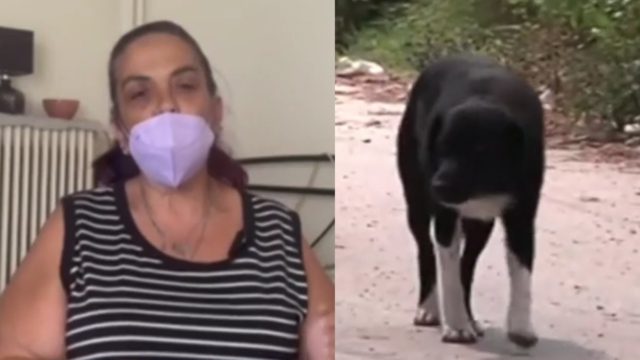 Στιγμές τρόμου στο Ρίο: 54χρονη δέχτηκε επίθεση από αγέλη σκύλων έξω από νοσοκομείο – Σοκ με τα τραύματα της [βίντεο]