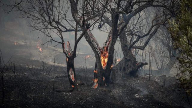 Ρέθυμνο: Σε πλήρη εξέλιξη οι καταγραφές των ζημιών από την πυρκαγιά στον Δήμο Αγίου Βασιλείου