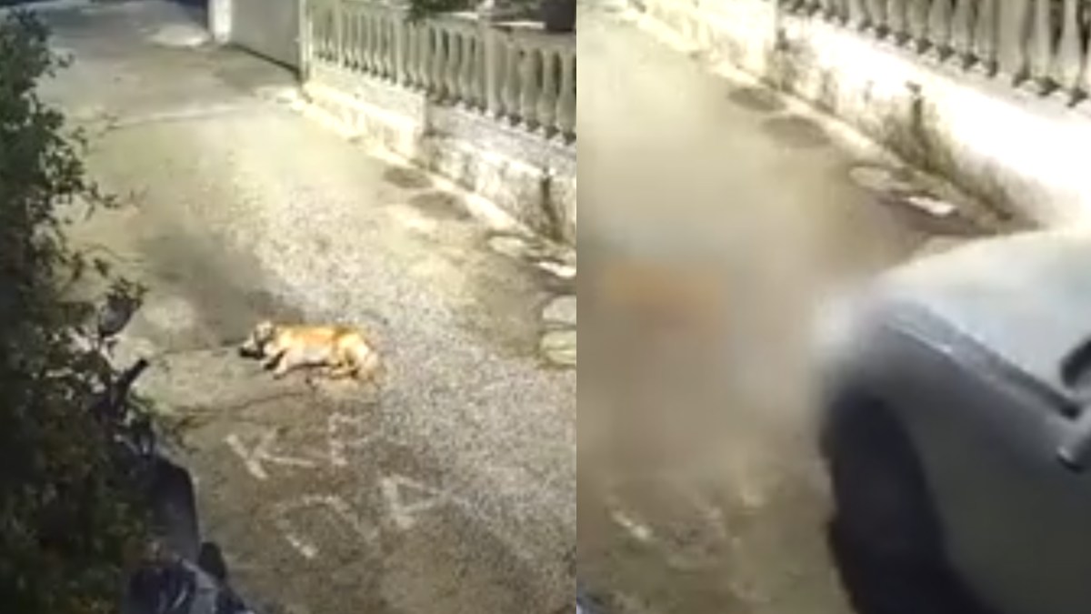 Κτηνωδία στην Κέρκυρα: Οδηγός πάτησε, σκότωσε σκυλί που κοιμόταν στο δρόμο και εγκατέλειψε το σημείο