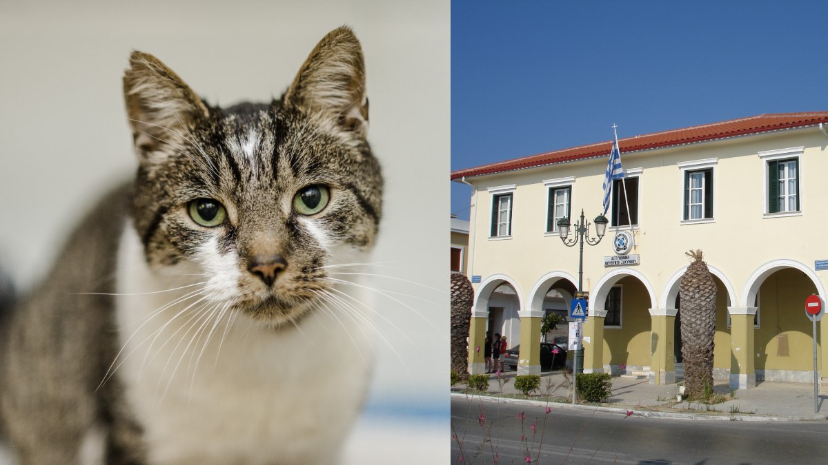 Κτηνωδία στην Ζάκυνθο: Έδεσε γάτα σε τοιχίο και τη σκότωσε – Το πρόστιμο που της επιβλήθηκε
