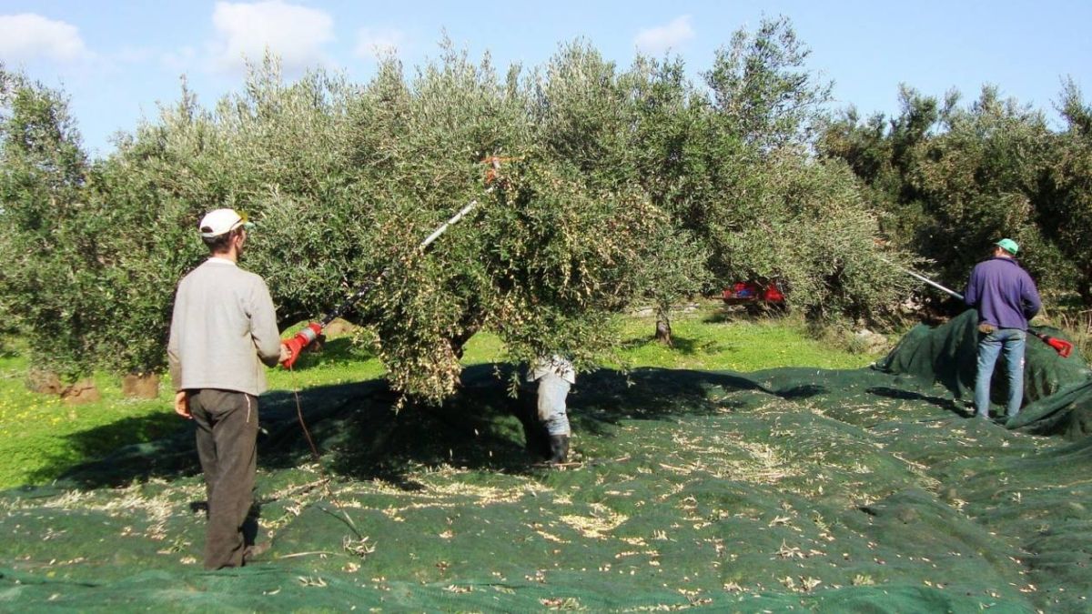 Έχετε ελιές, ακόμη και αν δεν μαζεύετε καρπό ή λάδι; Πρέπει να κάνετε 1 κίνηση αλλιώς έρχονται πρόστιμα-φωτιά 5.000 ευρώ