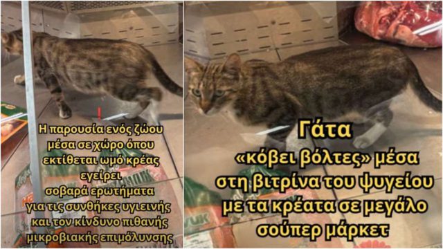 Καταγγελία σοκ: Γάτα «κόβει βόλτες» μέσα στη βιτρίνα του ψυγείου με τα κρέατα σε μεγάλο σούπερ μάρκετ