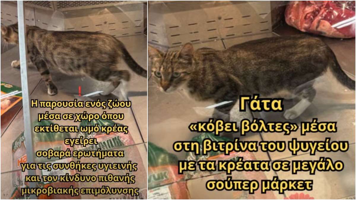 Καταγγελία σοκ: Γάτα «κόβει βόλτες» μέσα στη βιτρίνα του ψυγείου με τα κρέατα σε μεγάλο σούπερ μάρκετ
