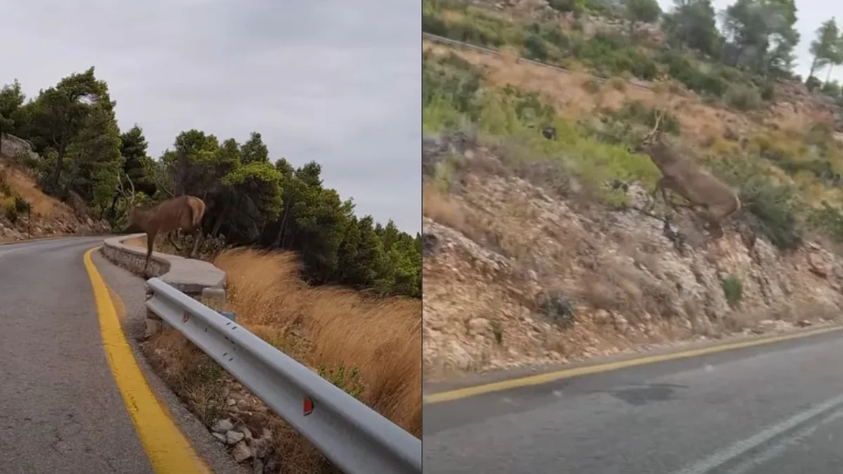 Πάρνηθα: Η μαγική στιγμή που ένα επιβλητικό ελάφι διασχίζει τον δρόμο (βίντεο)