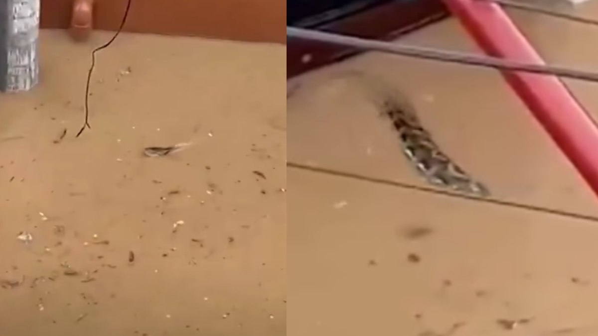 Μοναδικό βίντεο από τις Φιλιππίνες: Πύθωνας κολυμπάει στους δρόμους που έχουν γίνει «ποτάμι» από τις πλημμύρες