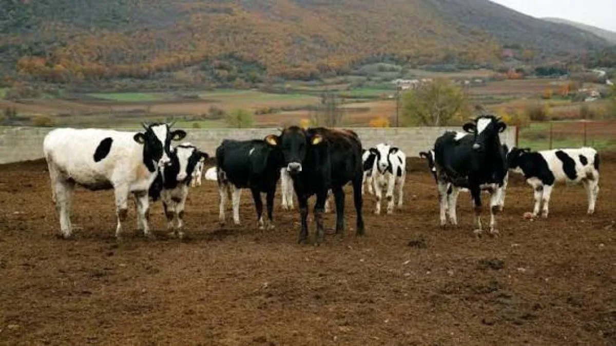 Σοκ στη Δυτική Μάνη: Πυροβόλησαν δύο αγελάδες στο κεφάλι και άρπαξαν 7 μοσχάρια – «Μας διέλυσαν»