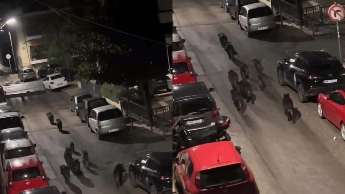 Θεσσαλονίκη: 12 αγριογούρουνα εμφανίστηκαν στη Χαριλάου