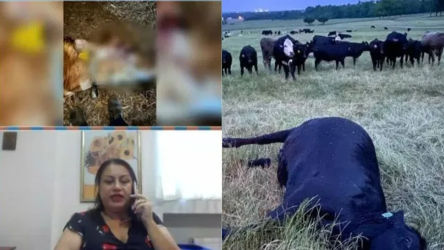 Η Μάνη θύμισε τον παλό καλό καιρό: «Τους πυροβόλησαν στο κεφάλι και άρπαξαν τα 7 μοσχάρια»