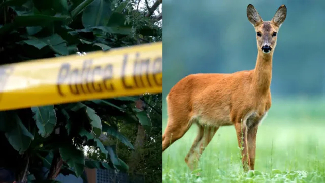 Σοκ στις ΗΠΑ: Κυνηγός πέρασε γυναίκα για ελάφι και την πυροβόλησε
