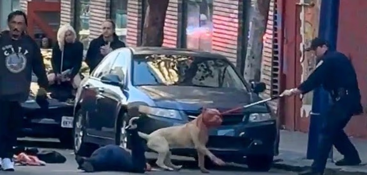 Σαν Φρανσίσκο: Πίτμπουλ επιτέθηκε σε γυναίκα – «Διχάστηκαν» οι περαστικοί για την τύχη του σκύλου