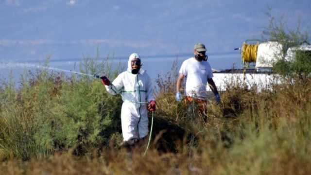 Συναγερμός για τον ιό του Δυτικού Νείλου: Νέοι δήμοι της Αττικής στη «λίστα» των κρουσμάτων