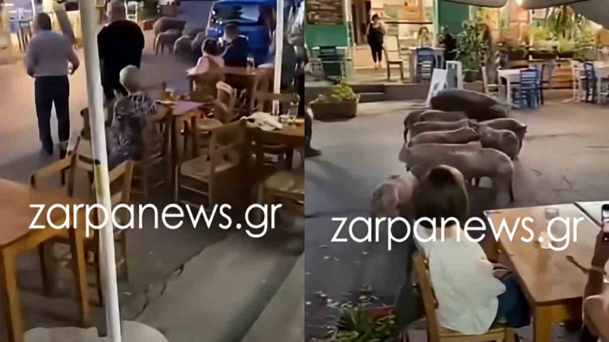 Χανιά: Γουρουνάκια πήγαν… για καφέ – Έκαναν βόλτα ανάμεσα στα καφενεία του Βάμου