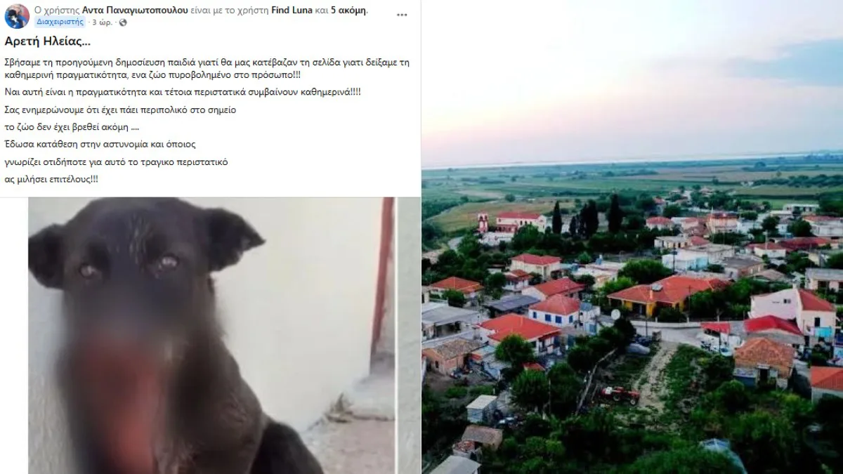Φρίκη στην Ηλεία: Πυροβόλησαν σκύλο στη μουσούδα – Περιφέρεται αιμόφυρτος και αγνοείται