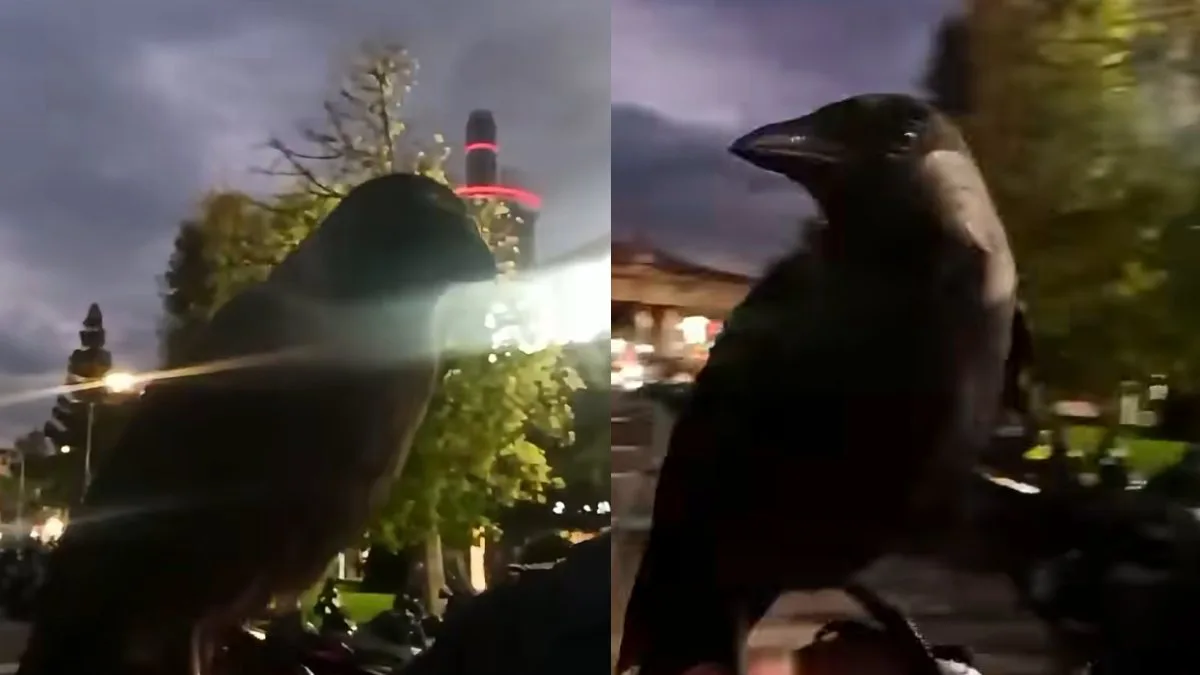 Παγκόσμια Ημέρα Ζώων: Viral βίντεο της ΕΛ.ΑΣ. με κοράκι που βολτάρει με μοτοσικλέτα της ΔΙ.ΑΣ