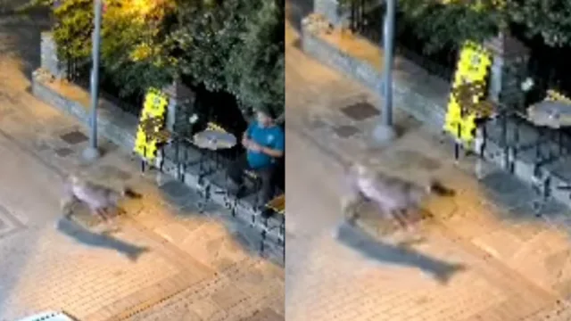 Λύκος περιφερόταν στην Χαλκιδική: Βίντεο από την στιγμή που «συναντήθηκε» με άνθρωπο