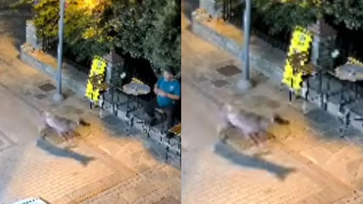 Η στιγμή περιφερόταν στην Χαλκιδική: Βίντεο από την στιγμή που «συναντήθηκε» με άνθρωπο